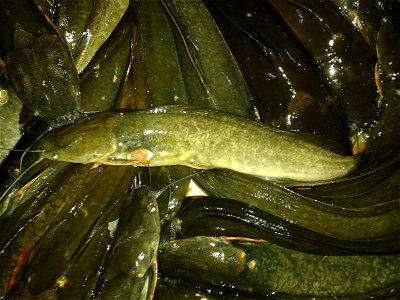 Clarias batrachus photo