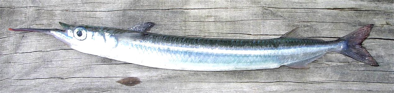 Photo of Garfish taken by myself