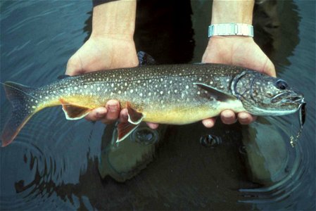 Image title: Lake trout fish in hands salvelinus namaycush Image from Public domain images website, http://www.public-domain-image.com/full-image/fauna-animals-public-domain-images-pictures/fishes-pub photo