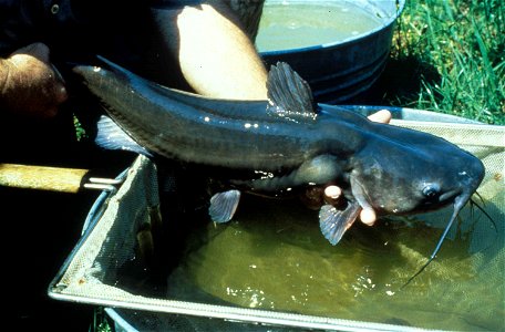 Image title: Catfish ictalurus punctatus catched Image from Public domain images website, http://www.public-domain-image.com/full-image/fauna-animals-public-domain-images-pictures/fishes-public-domain photo