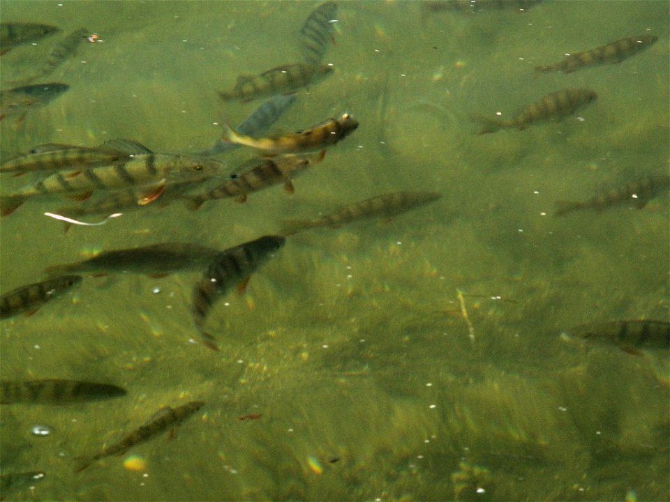 European perch (Perca fluviatilis, Linnaeus, 1758) photo