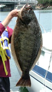 3 foot long California Halibut