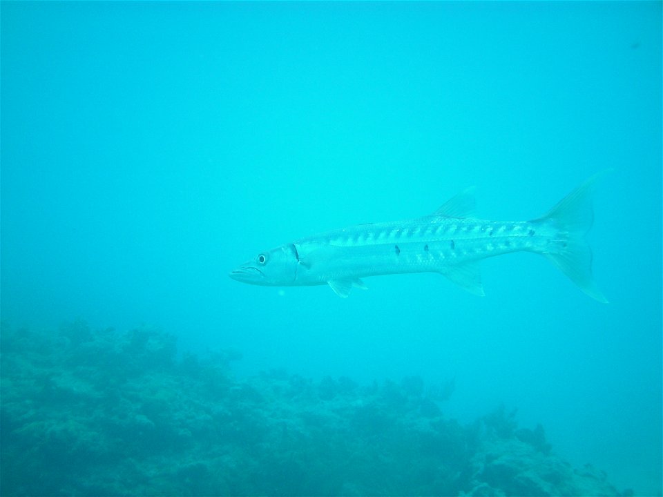 Large Barracuda at Marker 32, Florida Keys, June 2010