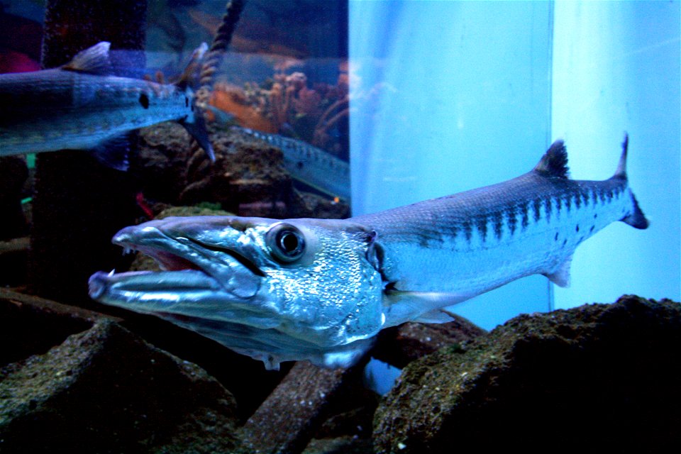 Fish Great barracuda Sphyraena barracuda in Prague sea aquarium, Czech Republic