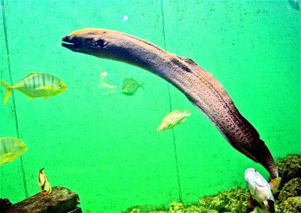 Fish Giant moray Gymnothorax javanicus in Prague sea aquarium, Czech Republic, Couple Gnathanodon speciosus an the side