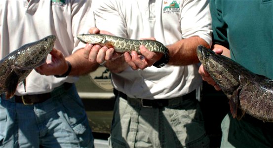 Image title: Northern snakehead fish channa argus Image from Public domain images website, http://www.public-domain-image.com/full-image/fauna-animals-public-domain-images-pictures/fishes-public-domai photo