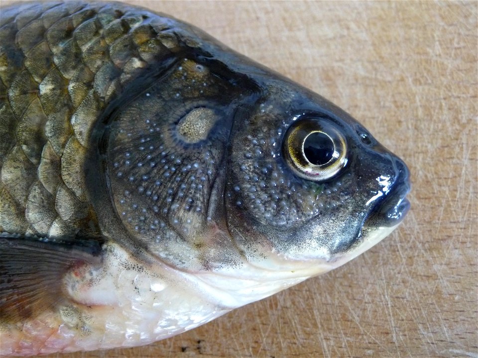 Head of a male Prussian carp (Carassius gibelio (Bloch, 1782)) showing lots of epithelial tubercles which appear at spawning time. The operculum (gill cover) has a round scar from an old injury. This 