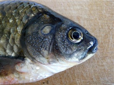 Head of a male Prussian carp (Carassius gibelio (Bloch, 1782)) showing lots of epithelial tubercles which appear at spawning time. The operculum (gill cover) has a round scar from an old injury. This photo