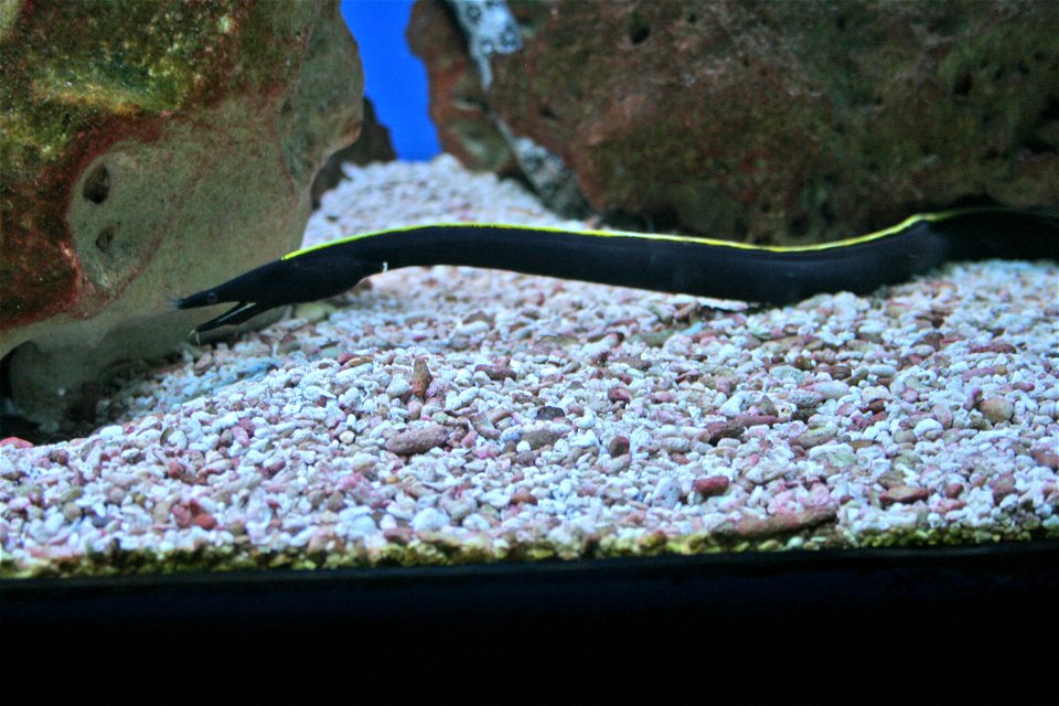 Fish Ribbon eel, Rhinomuraena quaesita in Prague sea aquarium, Czech Republic
