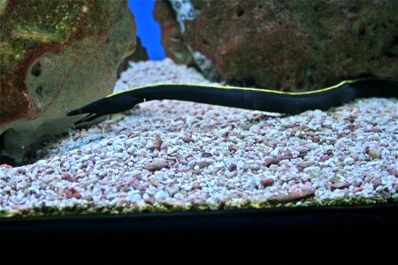 Fish Ribbon eel, Rhinomuraena quaesita in Prague sea aquarium, Czech Republic photo
