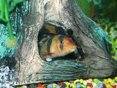 Two juvenile clown loaches with ich. The second can be seen hiding in the ornament.
