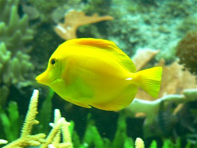 Tierpark Berlin - Fisch im Aquarium der Gaststätte