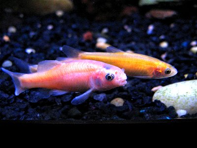 Three rosy red / fathead minnows in a home aquarium. Male foreground, two females rear. All three are named Jennifer, and live in a 20 gallon tank with crayfish and snails in New York City.