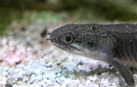 Ein weiblicher Senegal-Flösselhecht (Polypterus senegalus), im Aquarium. photo