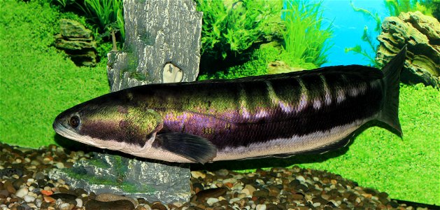 Giant snakehead (Channa micropeltes)
