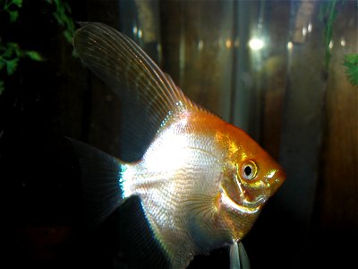 Cute angelfish (RIP)
