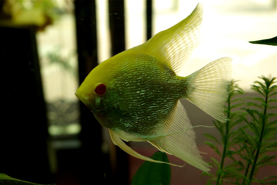 Pterophyllum scalare - Beijing, China