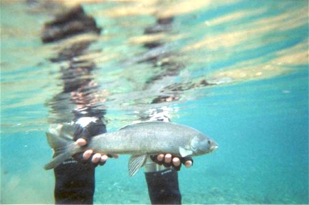 Image title: Arctic grayling in hand Image from Public domain images website, http://www.public-domain-image.com/full-image/fauna-animals-public-domain-images-pictures/fishes-public-domain-images-pict photo