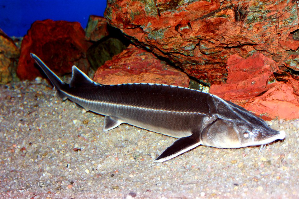 Fish Sterlet on exhibition Subaqueous Vltava, Prague 2011, Czech Republic