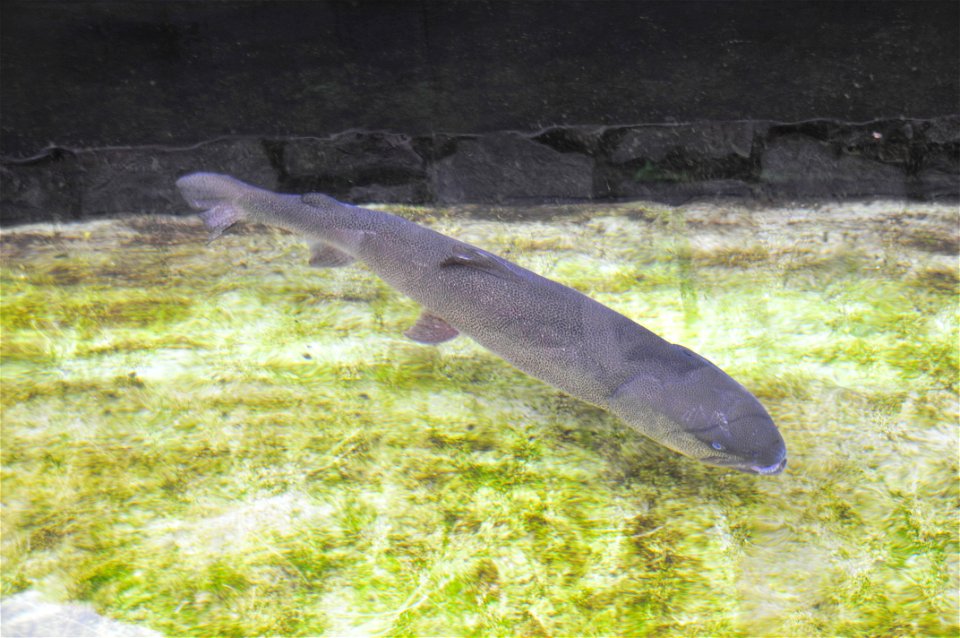 Hucho perryi (Ito, Japanese huchen) photo at Sapporo Salmon Museum, Sapporo city, Hokkaido, Japan.
