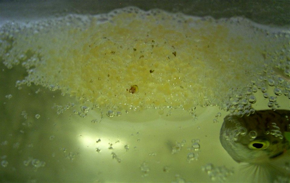 Nido de burbuja de Macropodus opercularis.
Author: Tenn Hian-kun
Description: Paradise fish's spawn is protected by the male fish