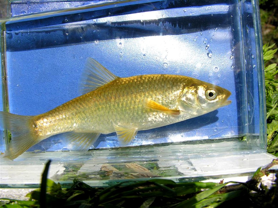 Squalius lucumonis photographed in Tuscany, Italy.
Photo by Nicola Fortini. 

Released after photo.