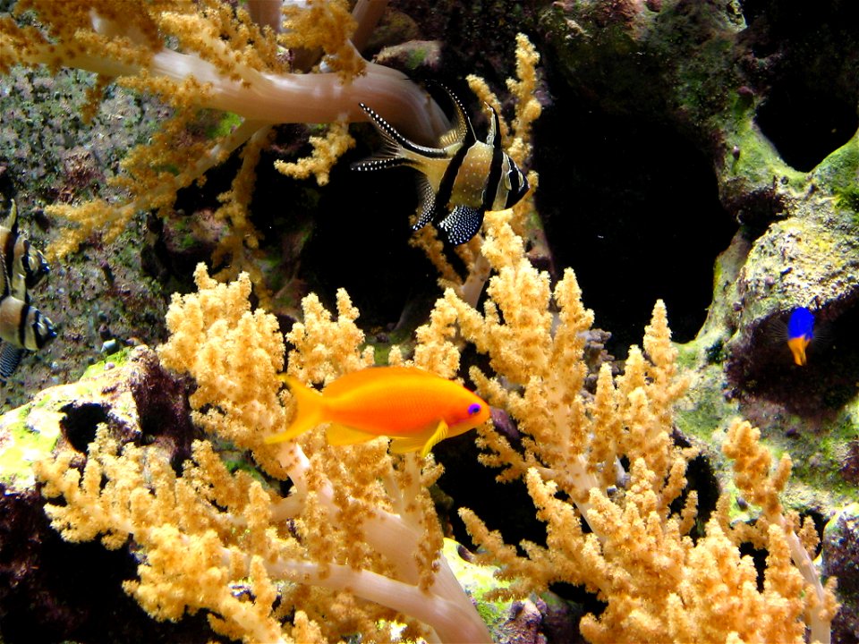 Aquazoo-Löbbecke-Museum, Düsseldorf