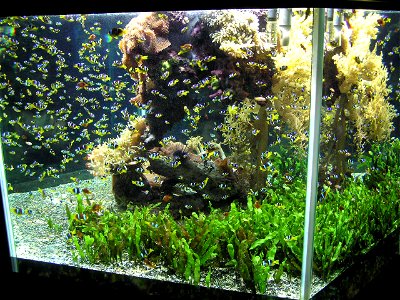 Aquarium-Monaco3
