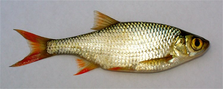 The Common Rudd (Scardinius erythrophthalmus). Ukraine, the fish from the Southern Bug river. photo