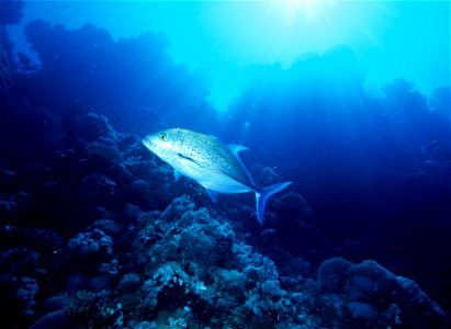 A Caranx melampygus, commonly known as the bluefin trevally. photo