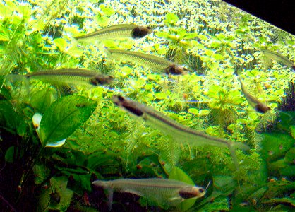 Glass Catfishes (Kryptopterus vitreolus) in the Aquarium of the Cologne Zoological Garden, Germany