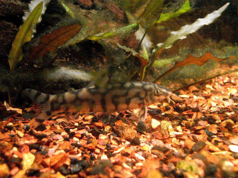 Yoyo Loach (Botia almorhae)