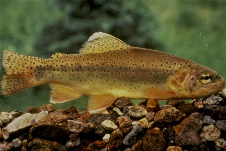 Image title: Apache trout fish Oncorhynchus gilae Image from Public domain images website, http://www.public-domain-image.com/full-image/fauna-animals-public-domain-images-pictures/fishes-public-domai photo