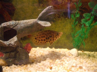 A leopard bush fish in a community tank.
