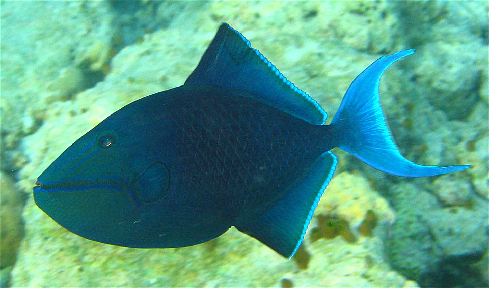 Redtoothed triggerfish photo