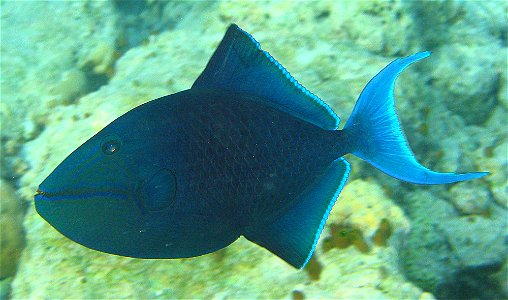 Redtoothed triggerfish