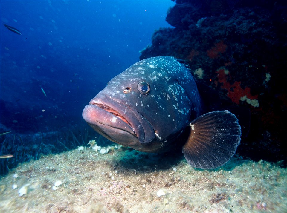 Epinephelus marginatus, Synonym: Epinephelus guaza