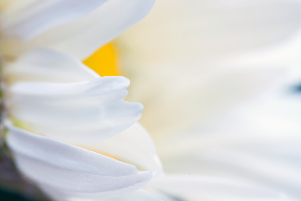 White Flower Closeup