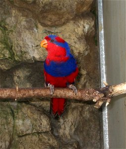Red-and-blue Lory (Eos histrio talautensis) at Loro Parque (Spain, Tenerife) photo