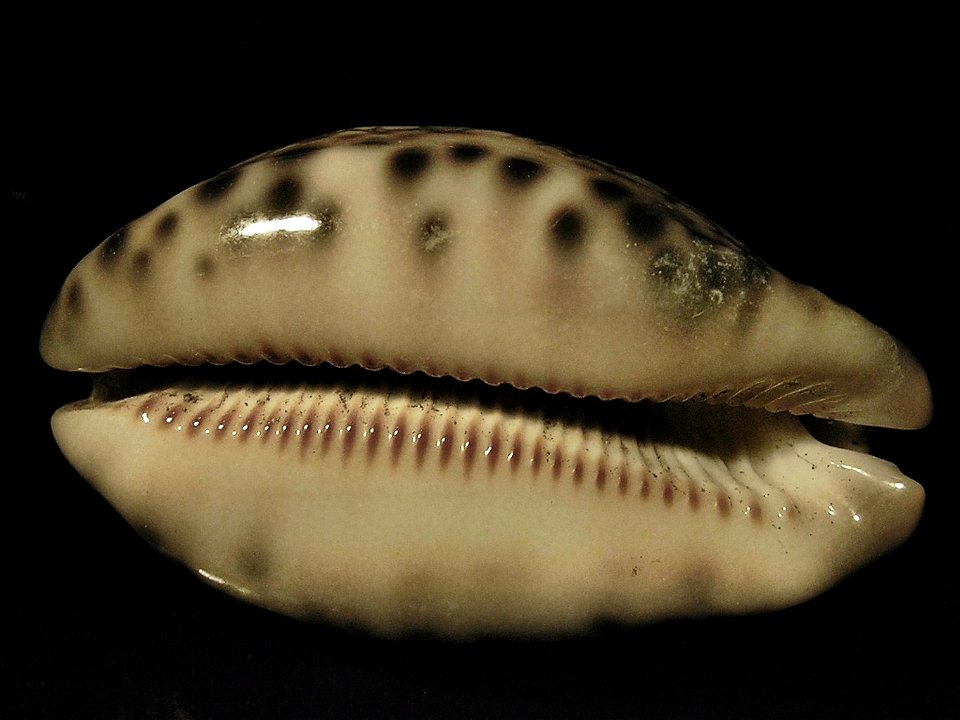 Mauritia histrio westralis Iredale, 1935, a cowry from the family Cypraeidae; Australia photo