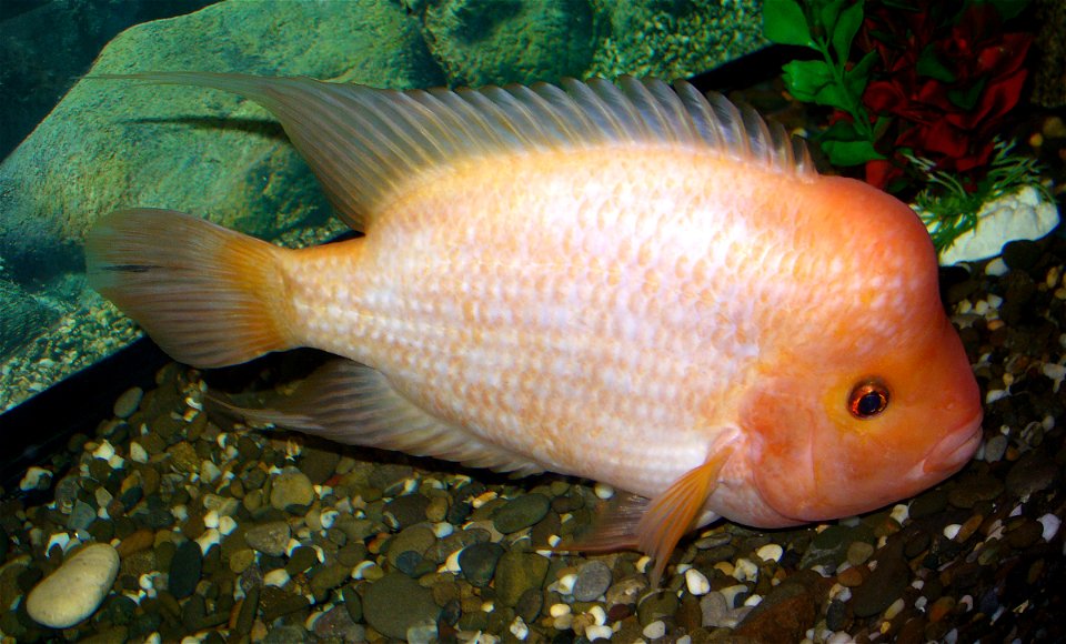 Midas cichlid (Amphilophus citrinellus) photo