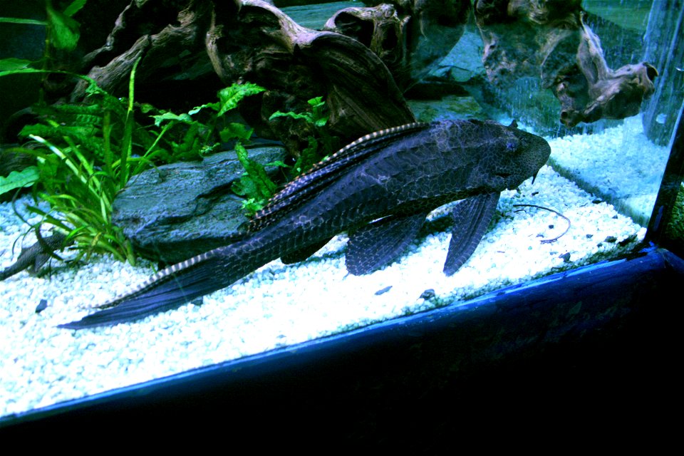 Fish Pterygoplichthys gibbiceps in Prague sea aquarium, Czech Republic
