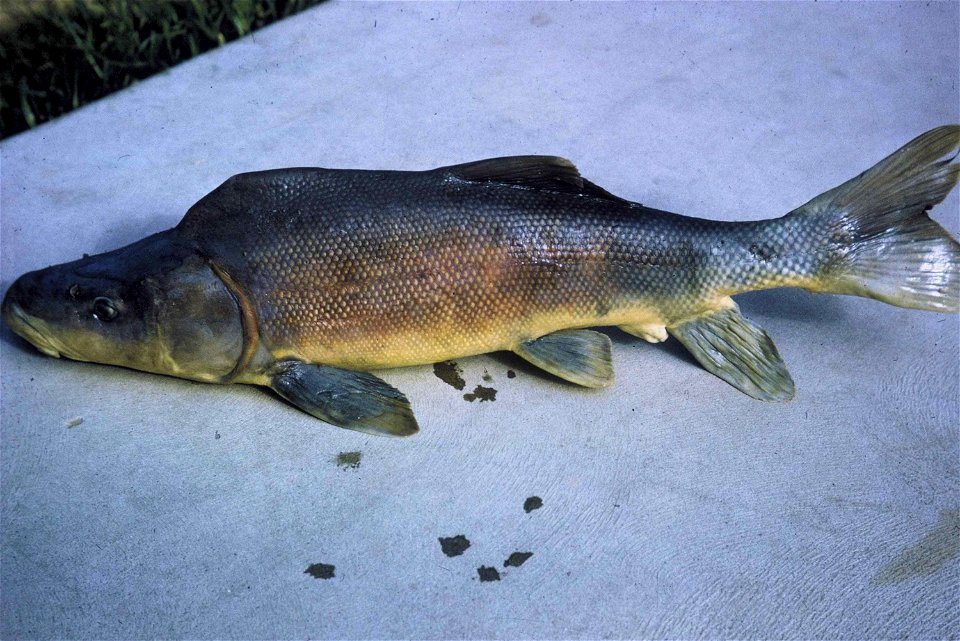 Image title: Razorback sucker fish Image from Public domain images website, http://www.public-domain-image.com/full-image/fauna-animals-public-domain-images-pictures/fishes-public-domain-images-pictur photo