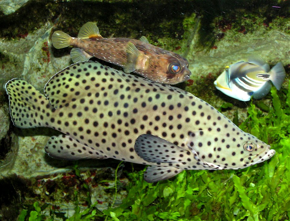 Panther grouper (Cromileptes altrivelis) at Bristol Zoo, Bristol, England.
At the top is a Porcupine pufferfish and on the right a Picasso triggerfish.

Photographed by Adrian Pingstone in December 20