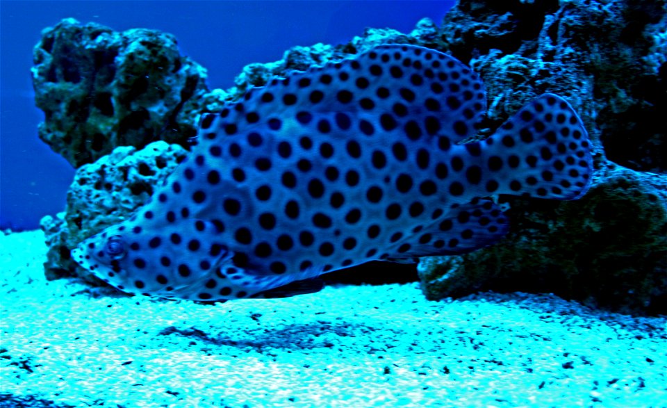Fish Humpback grouper, Cromileptes altivelis in Prague sea aquarium, Czech Republic