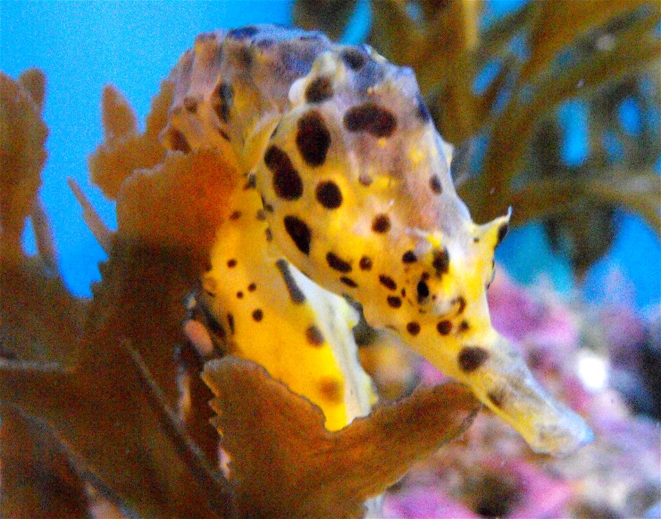 Hippocampus abdominalis at the Birch Aquarium, San Diego, California, USA.