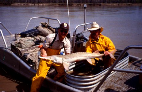 Image title: Two men in a boat holding a pallid sturgeon fish Image from Public domain images website, http://www.public-domain-image.com/full-image/sport-public-domain-images-pictures/fishing-and-hun photo