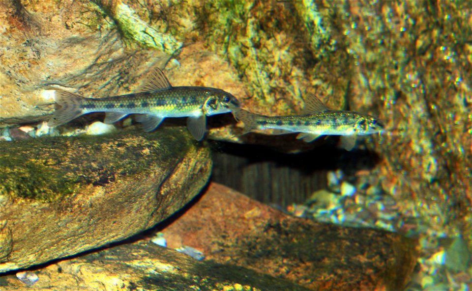 Gudgeon on exhibition Subaqueous Vltava, Prague 2011, Czech Republic