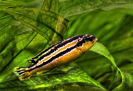 Melanochromis auratus - Türkisgoldbarsch ♀ photo