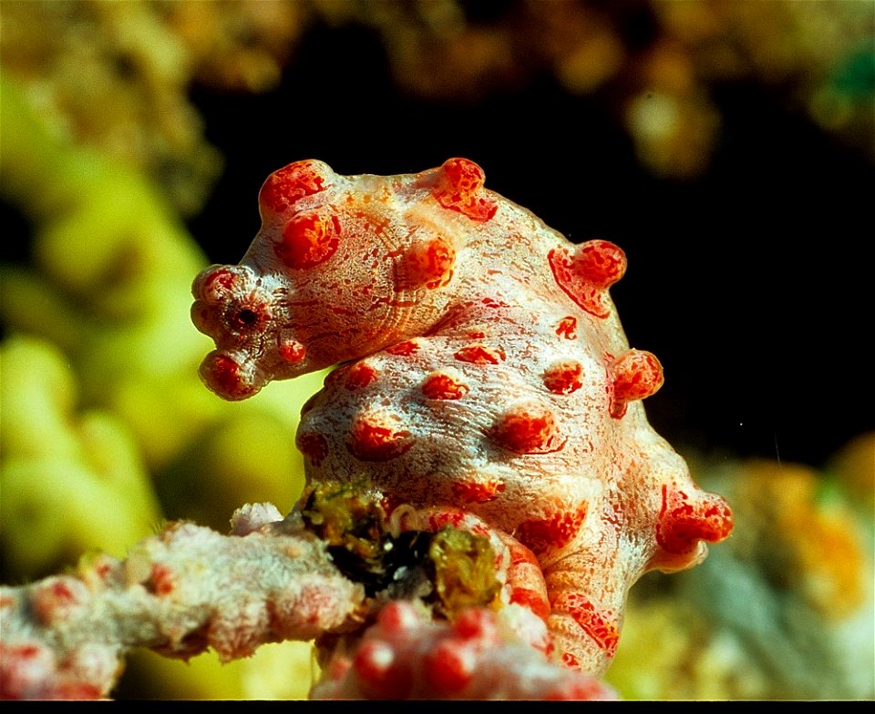 Hippocampus bargibanti

Indonesia, Bali, Menjangan Island National Park